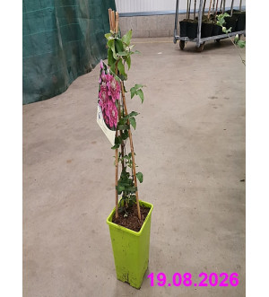 Clematis 'Hot Kisses'® RP 1,6 L